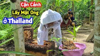 Cận Cảnh Lấy Mật Ong Ở Thailand, Duy Bị Bày Ong Đốt Lên Bờ Xuống Ruộng | Duy Nan #47