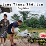 Lang Thang Thái Lan | Cây Cao Su Đầu Tiên Trồng Ở Thái Tới Bây Giờ Vẫn Còn Sống