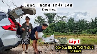 Lang Thang Thái Lan | Cây Cao Su Đầu Tiên Trồng Ở Thái Tới Bây Giờ Vẫn Còn Sống
