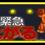【仮想通貨ビットコイン今後】上昇前急げ！初心者でもわかるテクニカル分析