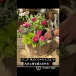 ジニア ‘ラズベリーリップル’を使って #shorts #ガーデニング #園芸 #寄せ植え #ジニア #フローラ黒田園芸 #黒田園芸 #黒田健太郎